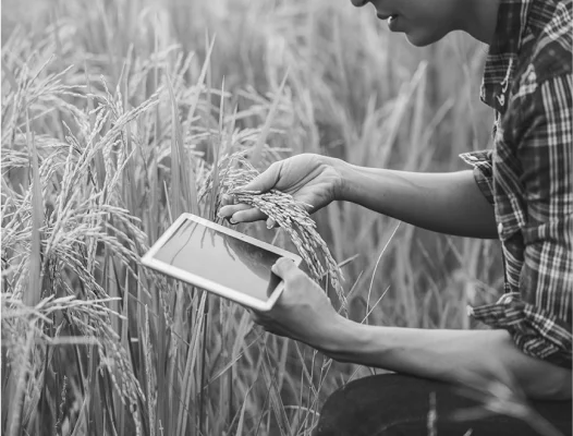 Smart agriculture